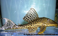 Bild 7: Hypostomus robinii