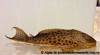 рис. 8: Hypostomus robinii