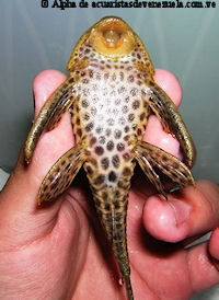 Pic. 11: Hypostomus robinii