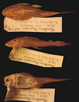 рис. 3: Plecostomus commersonii scabriceps Eigenmann & Eigenmann, 1888