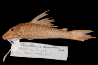 Plecostomus seminudus = Hypostomus seminudus, Holotype, lateral