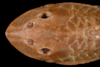 Pic. 3: Plecostomus seminudus = Hypostomus seminudus, Holotype, dorsal