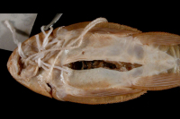 Bild 4: Plecostomus seminudus = Hypostomus seminudus, Holotype, ventral