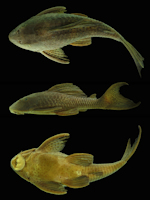 рис. 3: Hypostomus aff. pusarum, UFPB 11077, 164.5 mm SL, Ingazeiro reservoir, Paulistana, Piauí, Brazil