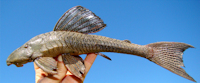 Bild 3: Hypostomus subcarinatus, 227.2 mm SL,  Lagoa da Pampulha