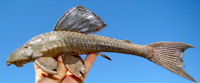 рис. 3: Hypostomus subcarinatus, 227.2 mm SL,  Lagoa da Pampulha