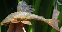 Hypostomus subcarinatus, 196.5 mm SL,  Lagoa da Pampulha