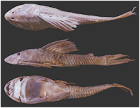 Bild 5: Hypostomus subcarinatus, MNHN A, 9575, 241.8 mm SL, holotype, Brazil, Province de Mines