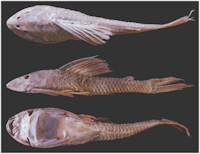 рис. 5: Hypostomus subcarinatus, MNHN A, 9575, 241.8 mm SL, holotype, Brazil, Province de Mines