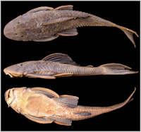 рис. 6: Hypostomus subcarinatus, MCNIP 1103, 249.5 mm SL. Lagoa da Pampulha, Belo Horizonte, Minas Gerais State, Brazil