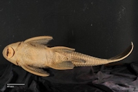 Pic. 4: Hypostomus tapijara