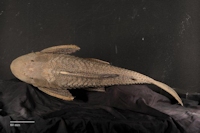 foto 5: Hypostomus tapijara
