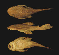 рис. 3: Plecostomus tietensis Holotype BMNH 1905.6.9.1 SL127.9mm