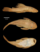 рис. 3: Hypostomus unae