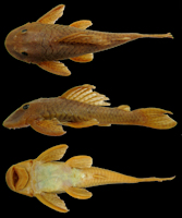 Pic. 3: Hypostomus velhomonge, UFPB 9565, holotype, 118.0 mm SL, rio Balsas, tributary of Parnaíba River, Maranhão State, Brazil