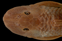 рис. 3: Plecostomus vermicularis = Hyposotmus vermicularis, syntype, dorsal