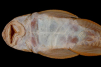 foto 4: Plecostomus vermicularis = Hyposotmus vermicularis, syntype, ventral