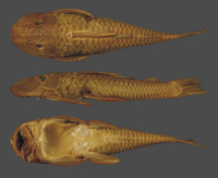 Bild 6: Plecostomus vermicularis = Hyposotmus vermicularis, syntype