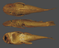 рис. 6: Plecostomus vermicularis = Hyposotmus vermicularis, syntype