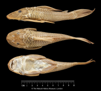 рис. 3: Hypostomus wucheri