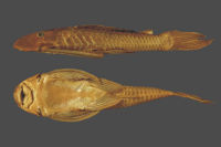 Plecostomus wuchereri Syntype BMNH 1863.3.27.15_195.0 mm