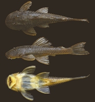 Bild 3: Hypostomus yaku, holotype, DZSJRP 15735, 70.8 mm SL, rio Quente, rio Paranaíba drainage, upper rio Paraná basin, Rio Quente, Goiás State, Brazil. 