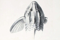 рис. 3: Isorineloricaria tenuicauda - Dorsalansicht