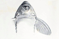Bild 4: Isorineloricaria tenuicauda - Ventralansicht