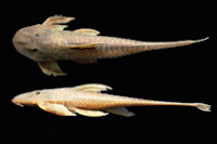 Lamontichthys avacanoeiro, MNRJ 32795, 150.5 mm SL