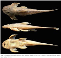 Bild 3: Lamontichthys avacanoeiro, MNRJ 32795, 150.5 mm SL