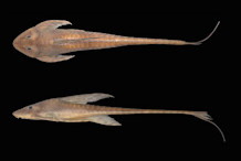 Lamontichthys maracaibero - INHS 35473, 131.3 mm SL