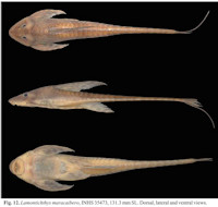 рис. 3: Lamontichthys maracaibero - INHS 35473, 131.3 mm SL