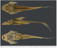 Bild 3: Lamontichthys parakana, INPA 3010, 112,7 mm SL, Holotype