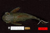 рис. 3: Lasiancistrus guacharote