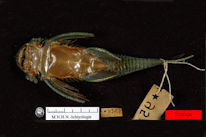 Pic. 4: Lasiancistrus guacharote