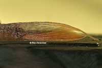 рис. 5: Lasiancistrus heteracanthus