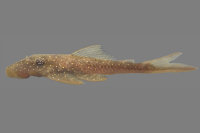 Lasiancistrus schomburgkii; 45.2 mm SL; INPA 43886