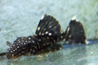 Bild 3: Leporacanthicus sp. "L 473"