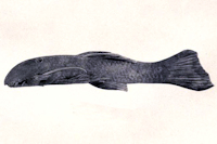 Leptoancistrus canensis