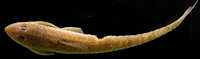 Pic. 9: Limatulichthys griseus