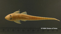 Pic. 5: Holotype von Limatulichthys griseus
