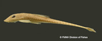 Pic. 7: Holotype von Limatulichthys griseus