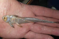 Bild 3: Limatulichthys nasarcus von Tencua