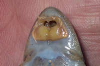 Bild 4: Limatulichthys nasarcus von Tencua