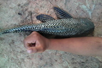 Bild 5: Liposarcus anisitsi, Thailand
