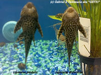 foto 4: Liposarcus disjunctivus/Pterygoplichthys disjunctivus