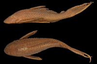 Liposarcus multiradiatus - Pterygoplichthys multiradiatus - Type