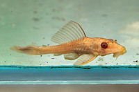 Bild 3: Liposarcus pardalis/Pterygoplichthys pardalis "albino"