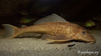 Pterygoplichthys pardalis "xanthonisch"