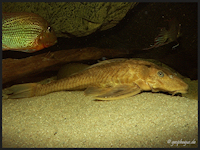 Bild 3: Liposarcus pardalis/Pterygoplichthys pardalis "xanthonisch"